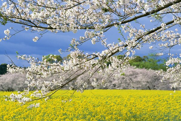 Florecer en primavera ramas de arbolea