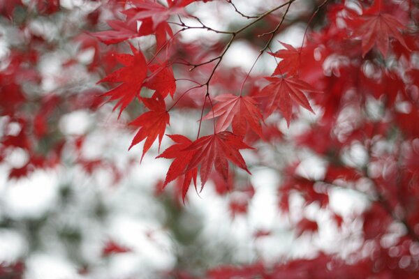 Feuilles d érable rouge sur fond blanc