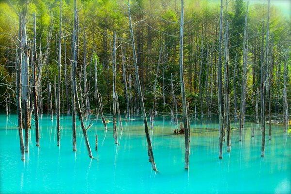 Dry tree trunks in a blue forest lake