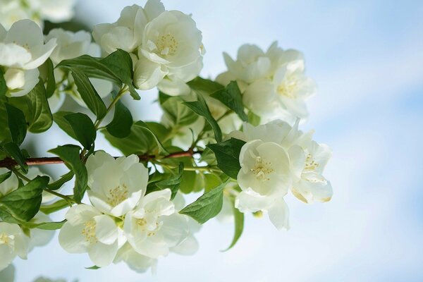 Hermosas flores delicadas de primavera