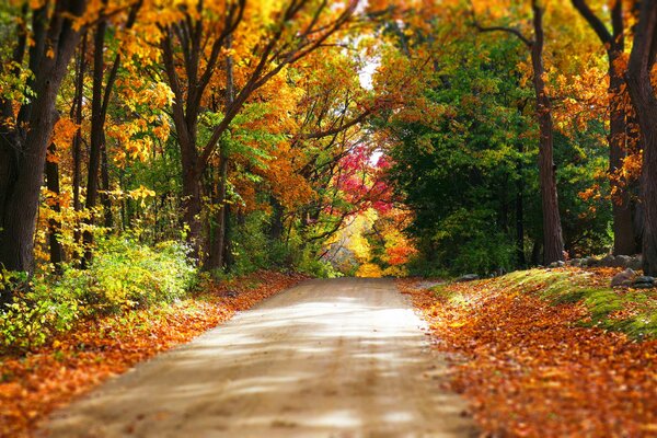 Foresta autunnale. Foglie colorate sugli alberi