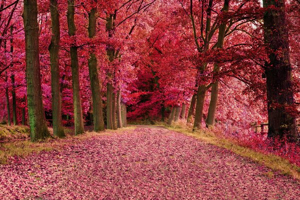 The road in the forest is strewn with leaves