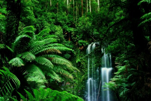 Cascata tra la giungla verde