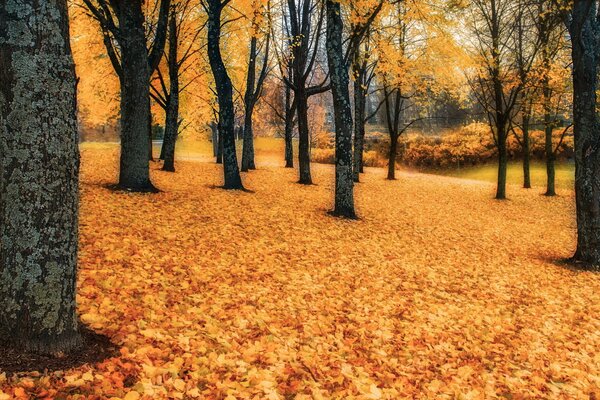 Autumn forest. Bright leaves under the tree