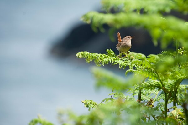 Macro foto de un pájaro en una rama