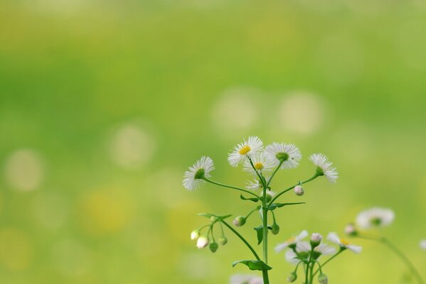 Delicate field chamomile on a background of greenery