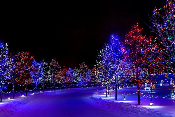 Arbres de Noël dans une rue enneigée