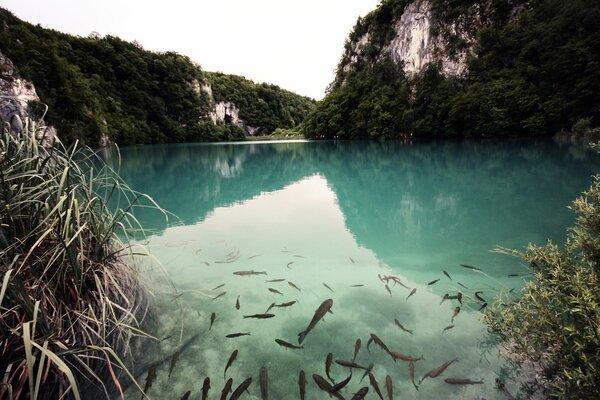 Poissons dans le lac transparent de po parmi les montagnes