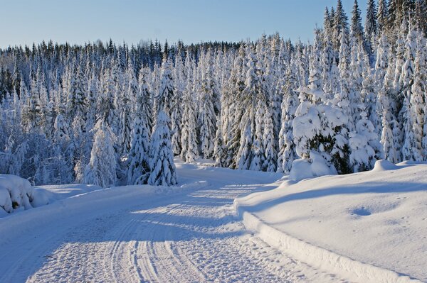 Inverno alberi nella neve e strada