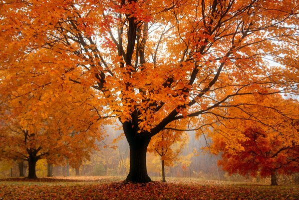 В парке осенью очень красиво, все оранжевое