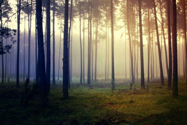 Fog enveloping the trees in the forest