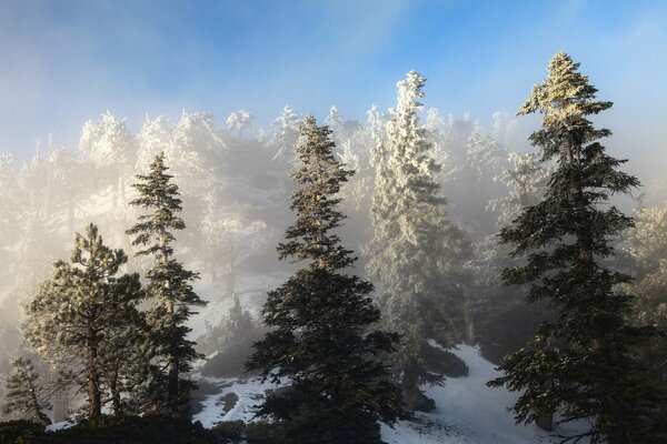 Winterwald mit dunklen hohen Tannen