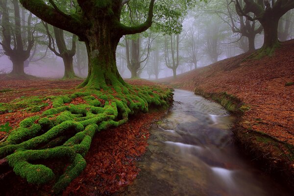 Fabulous forest of the Basque country