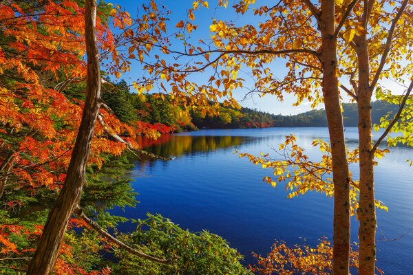 Blick auf den See durch die Herbstbäume