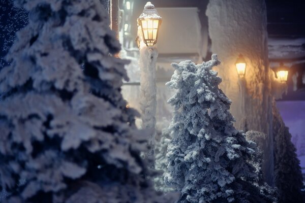 Lanterns and fir trees on winter streets