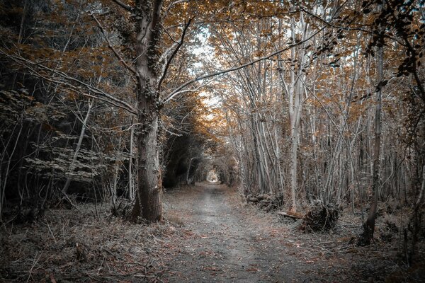 Longue Route dans la forêt d automne