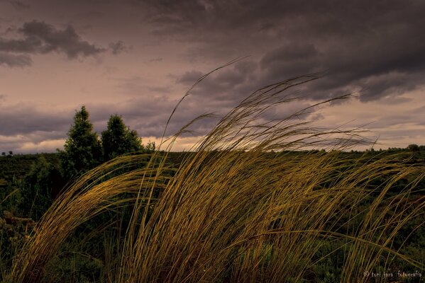 Wheat field on the background of a stormy sky