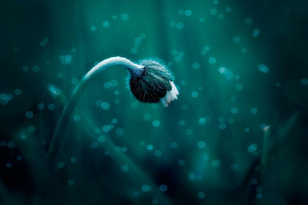 Makroaufnahme einer Blume auf dunklem Hintergrund