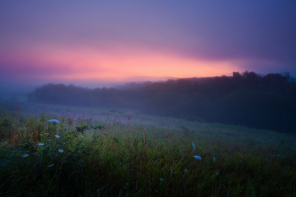 Early summer morning with fog