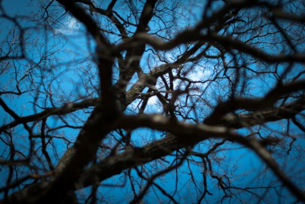 Di notte, i rami degli alberi sembrano ragnatele