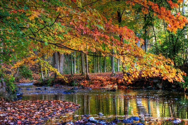 Rzeka położona w jesiennym lesie