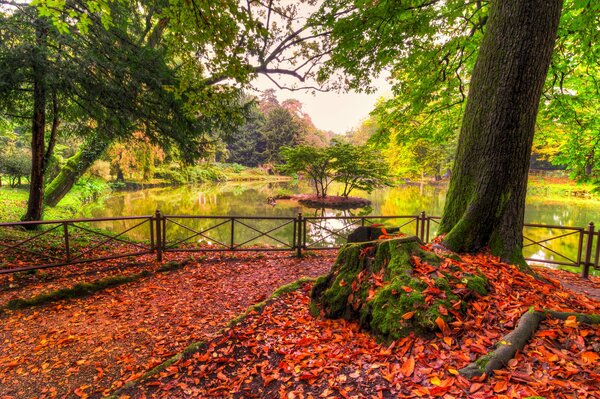 Nature en automne. Îlot sur l eau