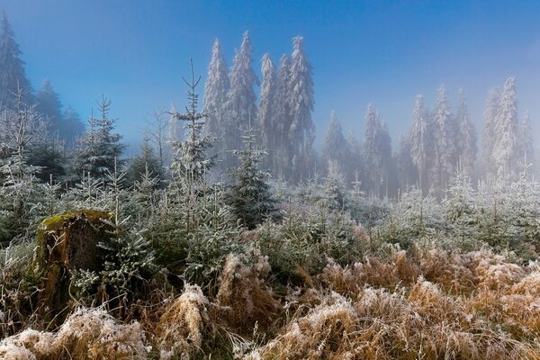 Forêt de gel et de l herbe dans le givre