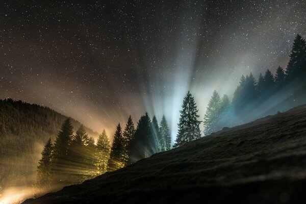 Dämmerung im Wald. Die ersten Sonnenstrahlen