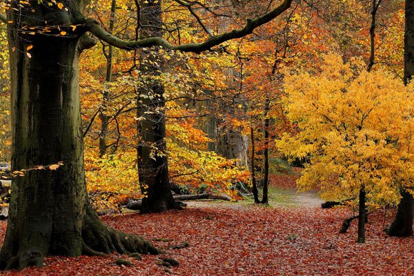 Ein Wald, der im herbstlichen Purpur gekleidet ist