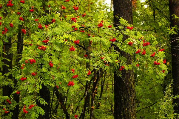 Frutti di sorbo nella foresta estiva