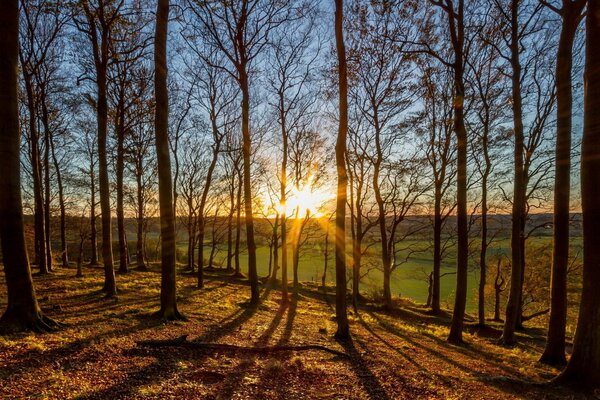 Natura las i słońce przez drzewa