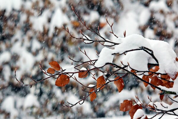 Naturaleza invernal. Nieve en la rama