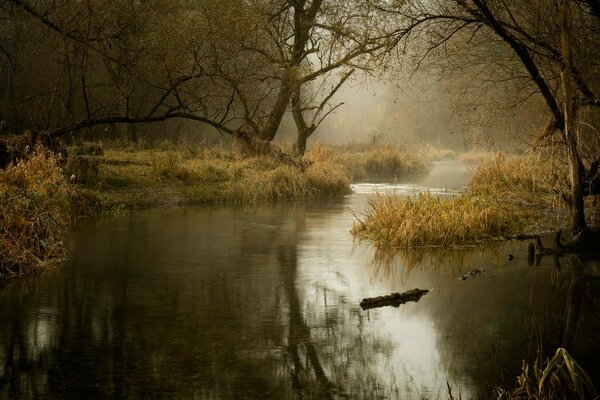 A river in an autumn gloomy forest