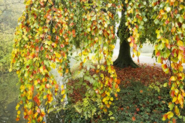 Árbol de otoño multicolor inclinó las ramas