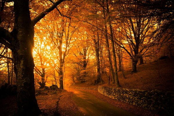 Light through the foliage of trees in autumn