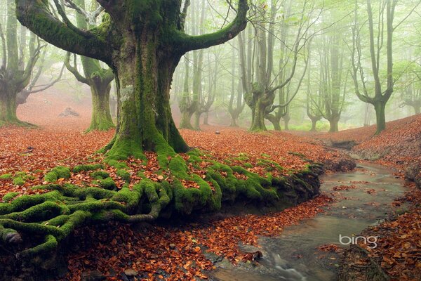 Antiguo misterioso bosque de niebla