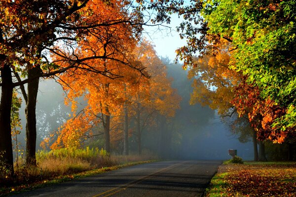 Bäume im Herbstlaub entlang der Straße