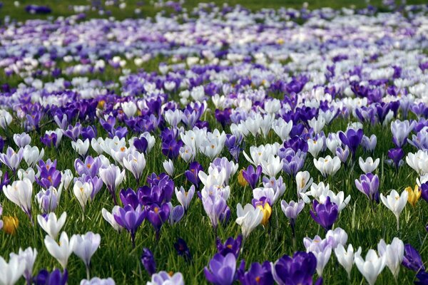 A spring glade with a lot of crocuses