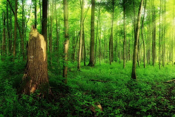 Bosque de verano y árbol roto