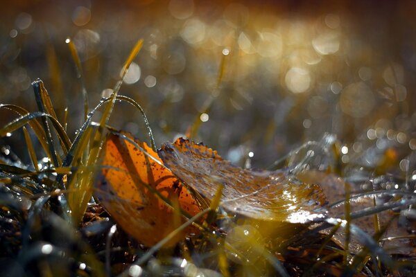 Herbstblätter im Gras mit Tau