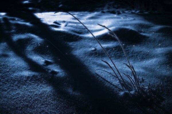 Snowdrifts in the night forest