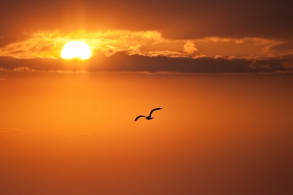 Gaviota en el fondo de la puesta de sol en el mar