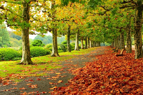 Contrasto di colori nel parco autunnale