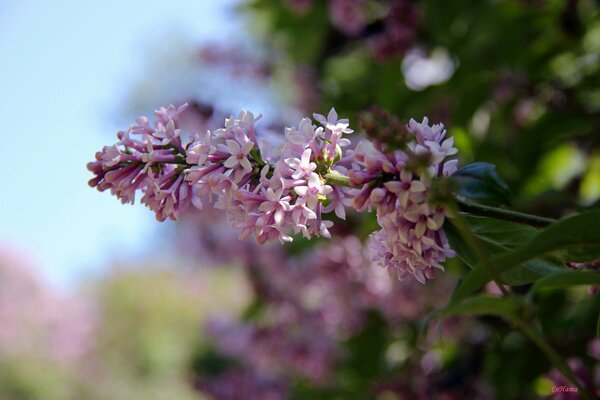 Flores frescas de lila