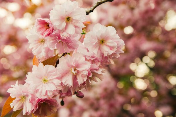 Rama de Sakura macro foto