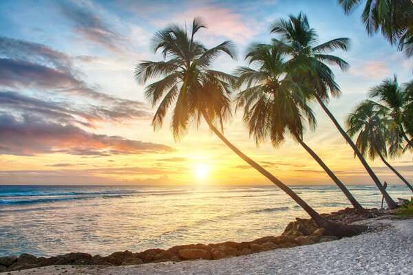 Palm trees by the sea in the tropics