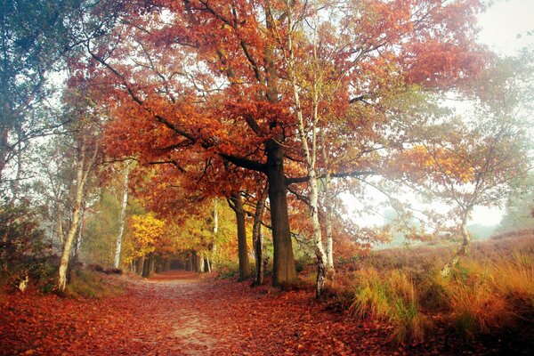 Herbststraße im russischen Wald