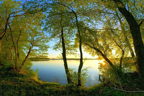 Árboles verdes cerca del río a la luz del sol