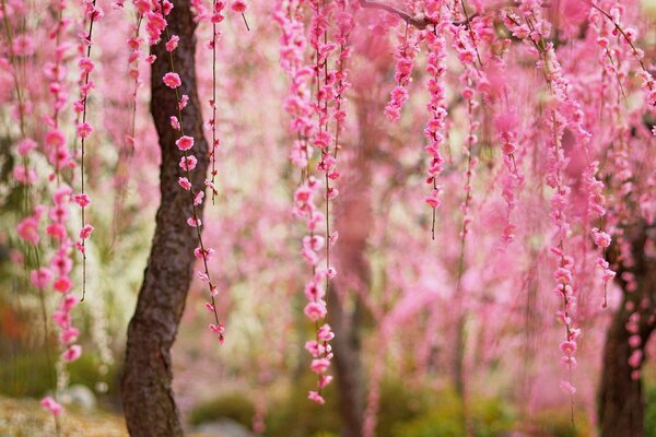 Belles fleurs roses sur l arbre