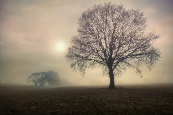 Matin brumeux. Arbres dans le champ